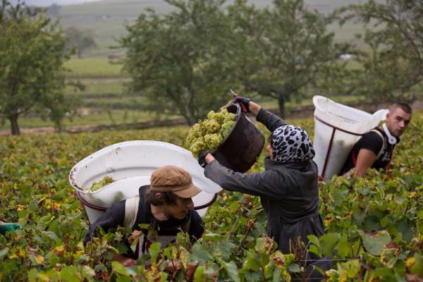 Vendanges dans les vignes du domaine Comte Senard