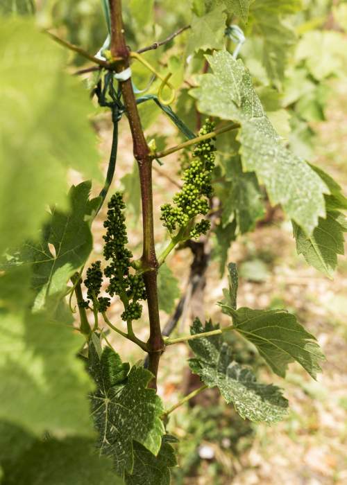 Imagie d'une grappe de vigne non mûre